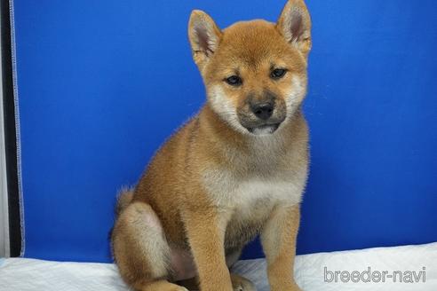成約済の愛知県の柴犬-185146の3枚目