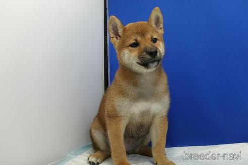 成約済の愛知県の柴犬-185146の2枚目