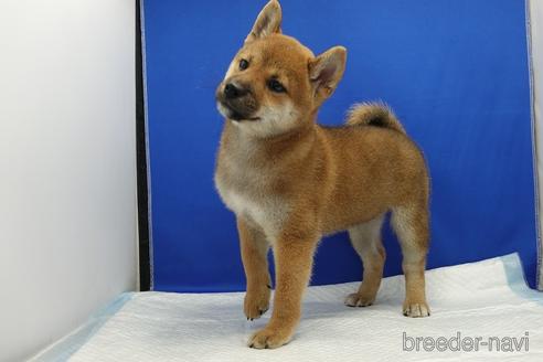成約済の愛知県の柴犬-185146の1枚目