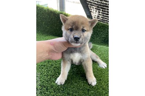 成約済の広島県の柴犬-183618