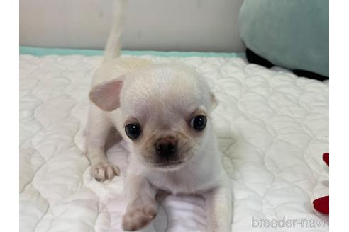 成約済の栃木県のミックス犬-192871の4枚目