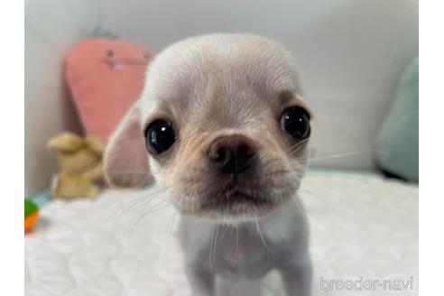 成約済の栃木県のミックス犬-192871の1枚目