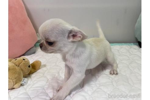 成約済の栃木県のミックス犬-192871の7枚目