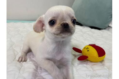 成約済の栃木県のミックス犬-192871の3枚目