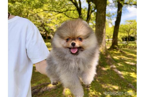 成約済の岐阜県のポメラニアン-182907の18枚目