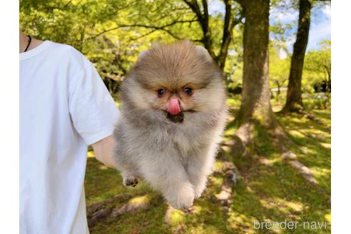 成約済の岐阜県のポメラニアン-182907の23枚目