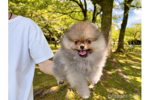 成約済の岐阜県のポメラニアン-182907の12枚目
