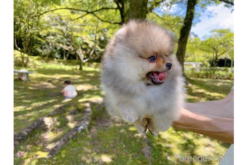 成約済の岐阜県のポメラニアン-182907の13枚目