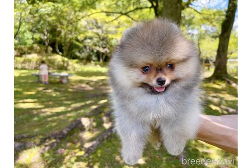 成約済の岐阜県のポメラニアン-182907の13枚目