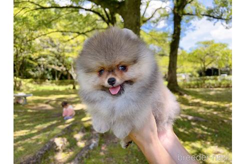 成約済の岐阜県のポメラニアン-182907の7枚目