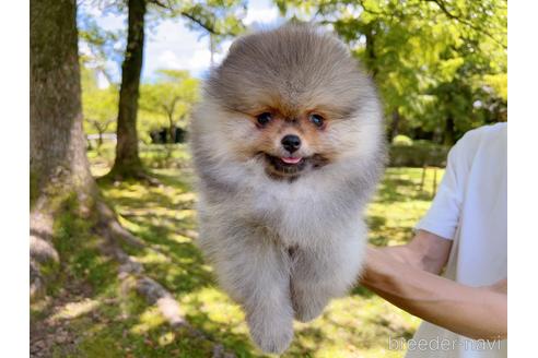 成約済の岐阜県のポメラニアン-182907の6枚目