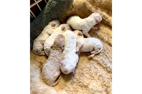 成約済の東京都のミックス犬-192324の49枚目