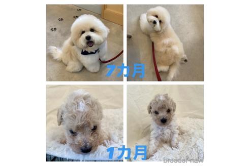 成約済の東京都のミックス犬-192324の47枚目