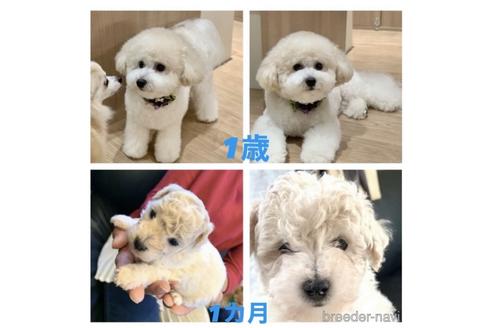 成約済の東京都のミックス犬-192324の47枚目