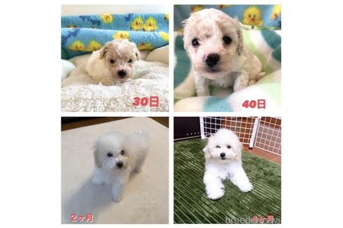 成約済の東京都のミックス犬-192324の45枚目