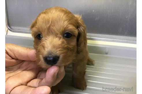 成約済の山形県のミックス犬-192954の2枚目