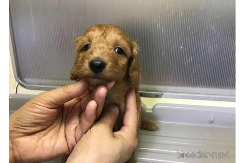 成約済の山形県のミックス犬-192954の1枚目