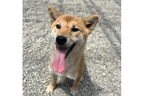 成約済の徳島県の柴犬-192964の3枚目