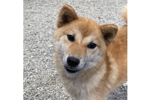 成約済の徳島県の柴犬-192966の1枚目