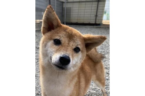 成約済の徳島県の柴犬-192968の2枚目