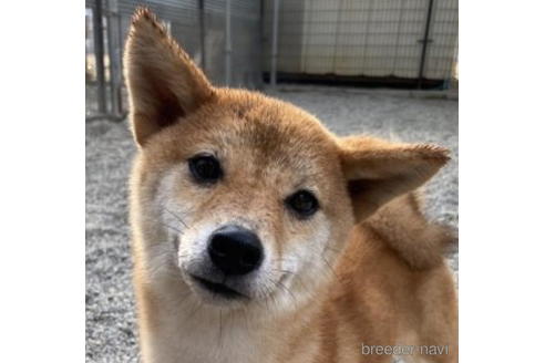 成約済の徳島県の柴犬-192968の3枚目