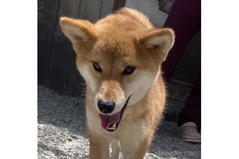 成約済の徳島県の柴犬-192969の1枚目