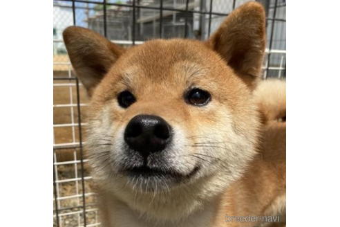 成約済の徳島県の柴犬-192971