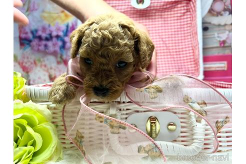 成約済の広島県のトイプードル-191047の13枚目