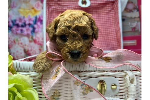 成約済の広島県のトイプードル-191047の11枚目