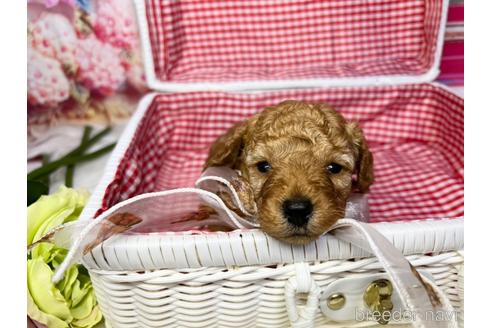 成約済の広島県のタイニープードル-192060の3枚目