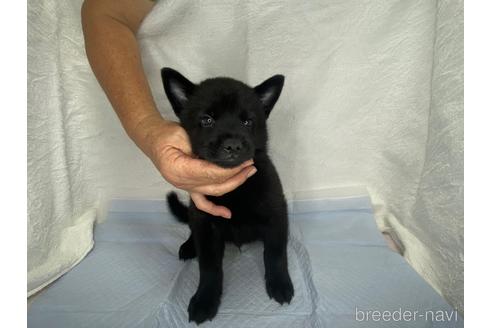 関西で甲斐犬の子犬を探す ブリーダーナビ