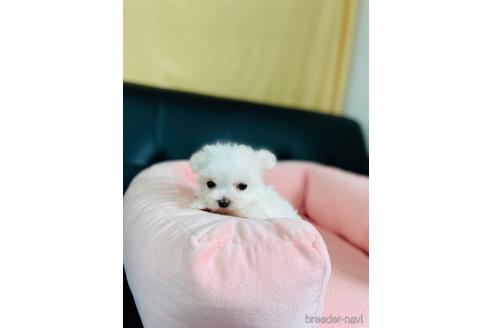 成約済の茨城県のマルチーズ-193023の2枚目