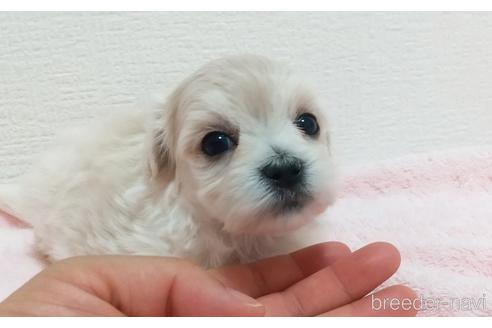 成約済の静岡県のマルプー:マルチーズ×トイプードル-193026の3枚目
