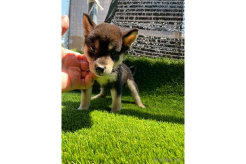 成約済の広島県の柴犬-185351の3枚目