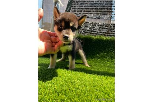 成約済の広島県の柴犬-185351の1枚目