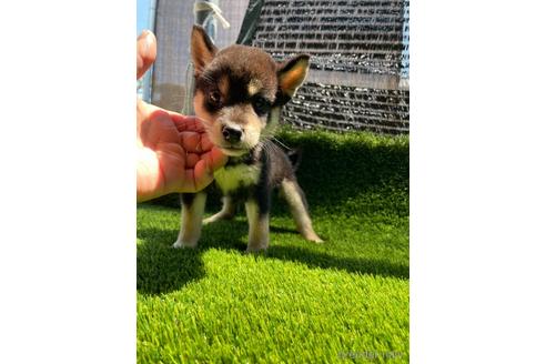 成約済の広島県の柴犬-185351の2枚目