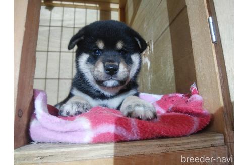 成約済の岡山県の柴犬-190605の1枚目