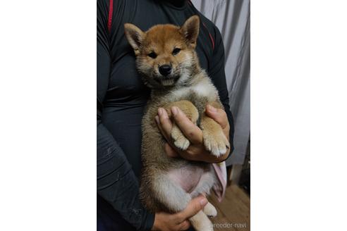 成約済の岡山県の柴犬-193087の5枚目