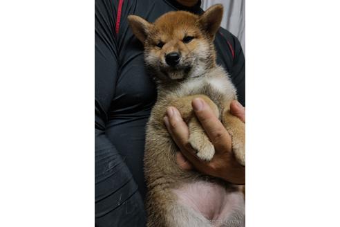 成約済の岡山県の柴犬-193087の2枚目