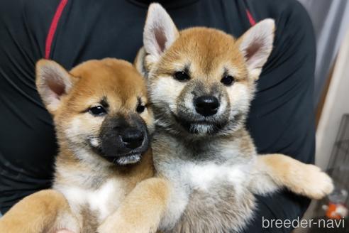 成約済の岡山県の柴犬-193087の3枚目