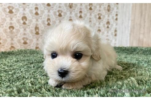 成約済の愛知県のマルプー:マルチーズ×トイプードル-193091の1枚目