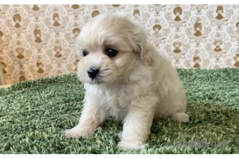 成約済の愛知県のマルプー:マルチーズ×トイプードル-193091の4枚目