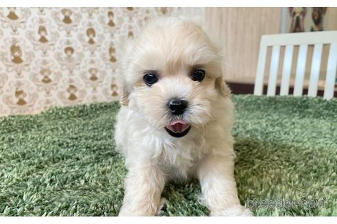 成約済の愛知県のマルプー:マルチーズ×トイプードル-193091の5枚目