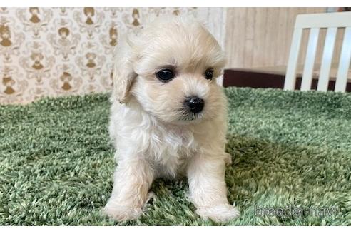 成約済の愛知県のマルプー:マルチーズ×トイプードル-193091の6枚目