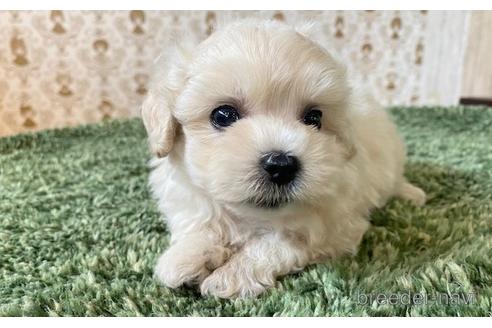 成約済の愛知県のマルプー:マルチーズ×トイプードル-193091の7枚目