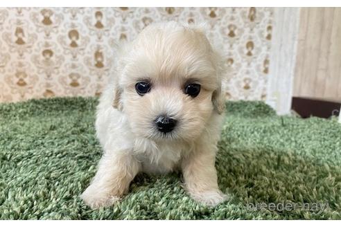 成約済の愛知県のマルプー:マルチーズ×トイプードル-193091の8枚目