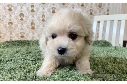 成約済の愛知県のマルプー:マルチーズ×トイプードル-193091の3枚目