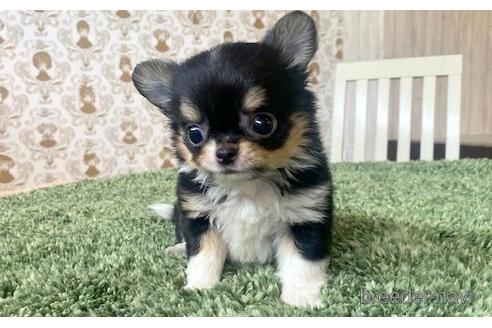 成約済の愛知県のチワワ(ロングコート)-193132の2枚目