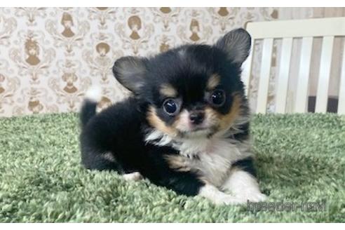 成約済の愛知県のチワワ(ロングコート)-193132の3枚目