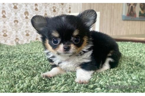 成約済の愛知県のチワワ(ロングコート)-193132の4枚目